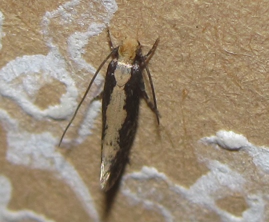 Monopis crocicapitella (Tineidae)?
